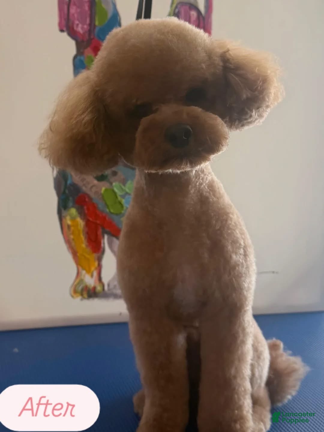 Toy Poodle dogs for sale: Toy Poodle Puppy 1 - Ad 2