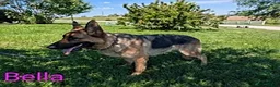German Shepherd dogs for sale: Duke - Ad 5