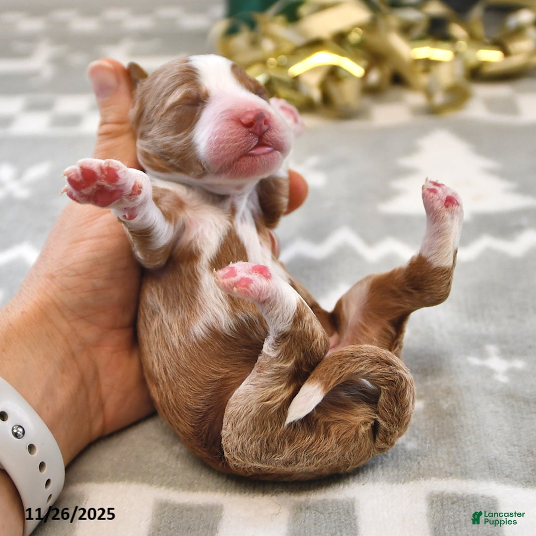 Mini Goldendoodle dogs for sale: Felix - Ad 3