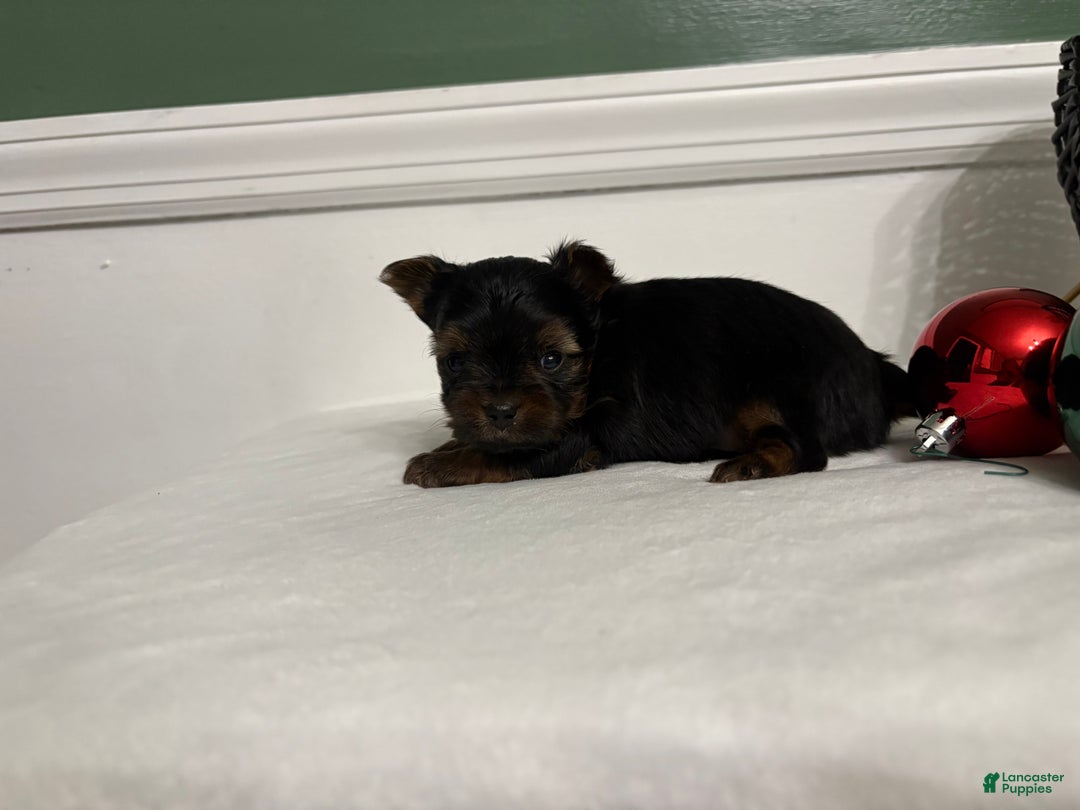 Morkie dogs for sale: TEACUP Oliver - Ad 9