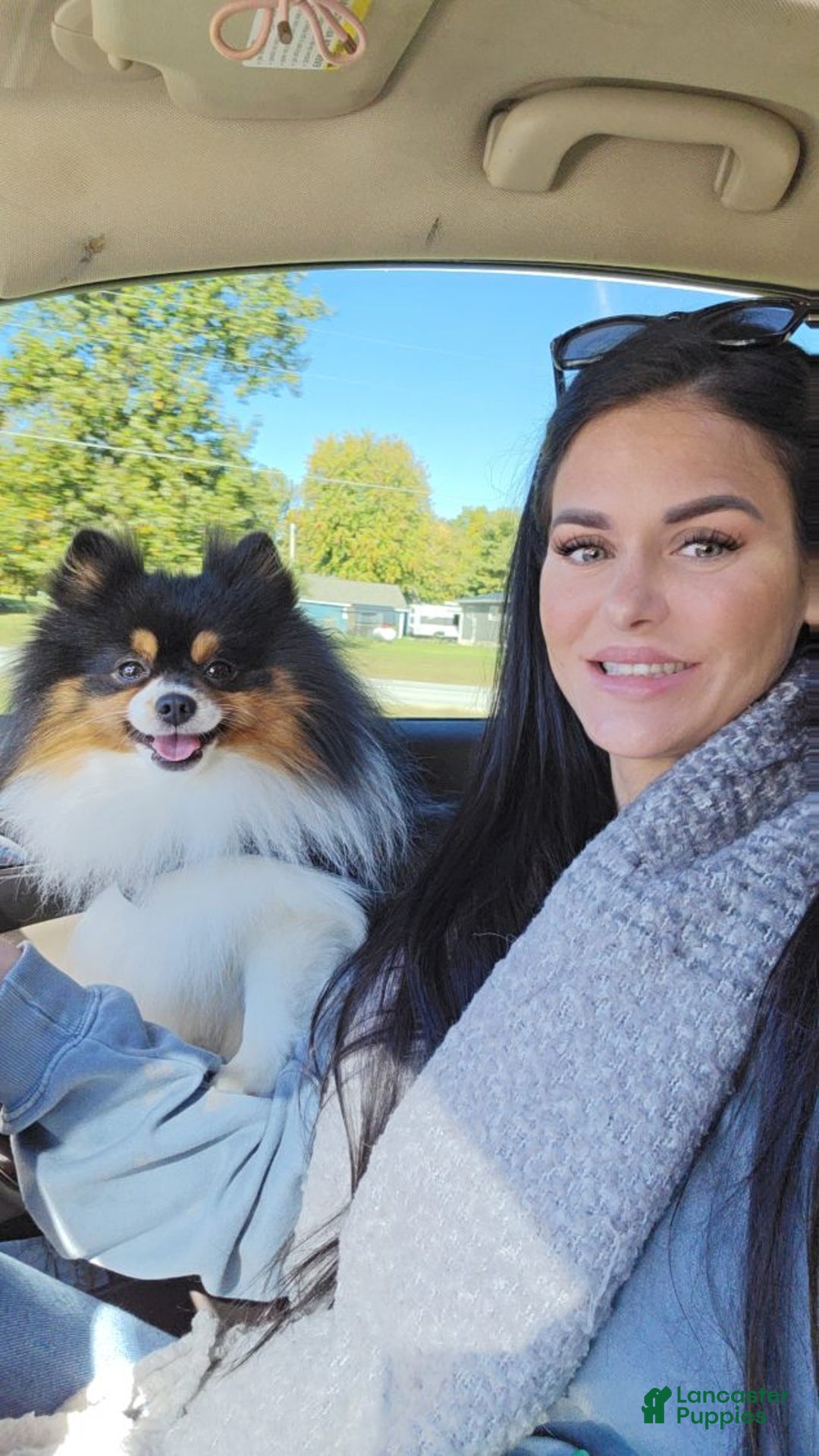 Pomeranian dogs for stud: Puppies - Ad 4