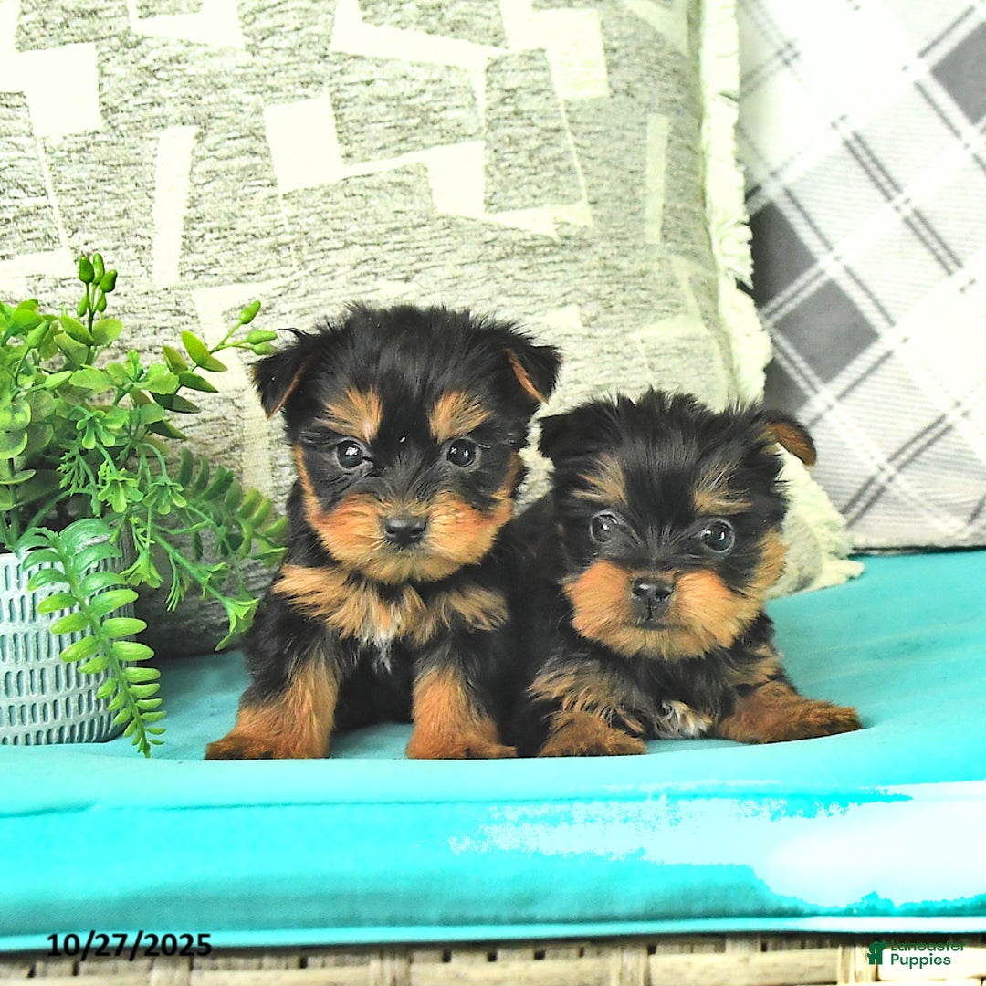 Yorkshire Terrier dogs for sale: Twila - Ad 3