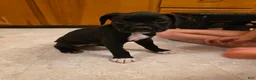 Boxer dogs for sale: Echo - Ad 4