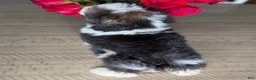 Mini Bernedoodle dogs for sale: Daffodil - Ad 4