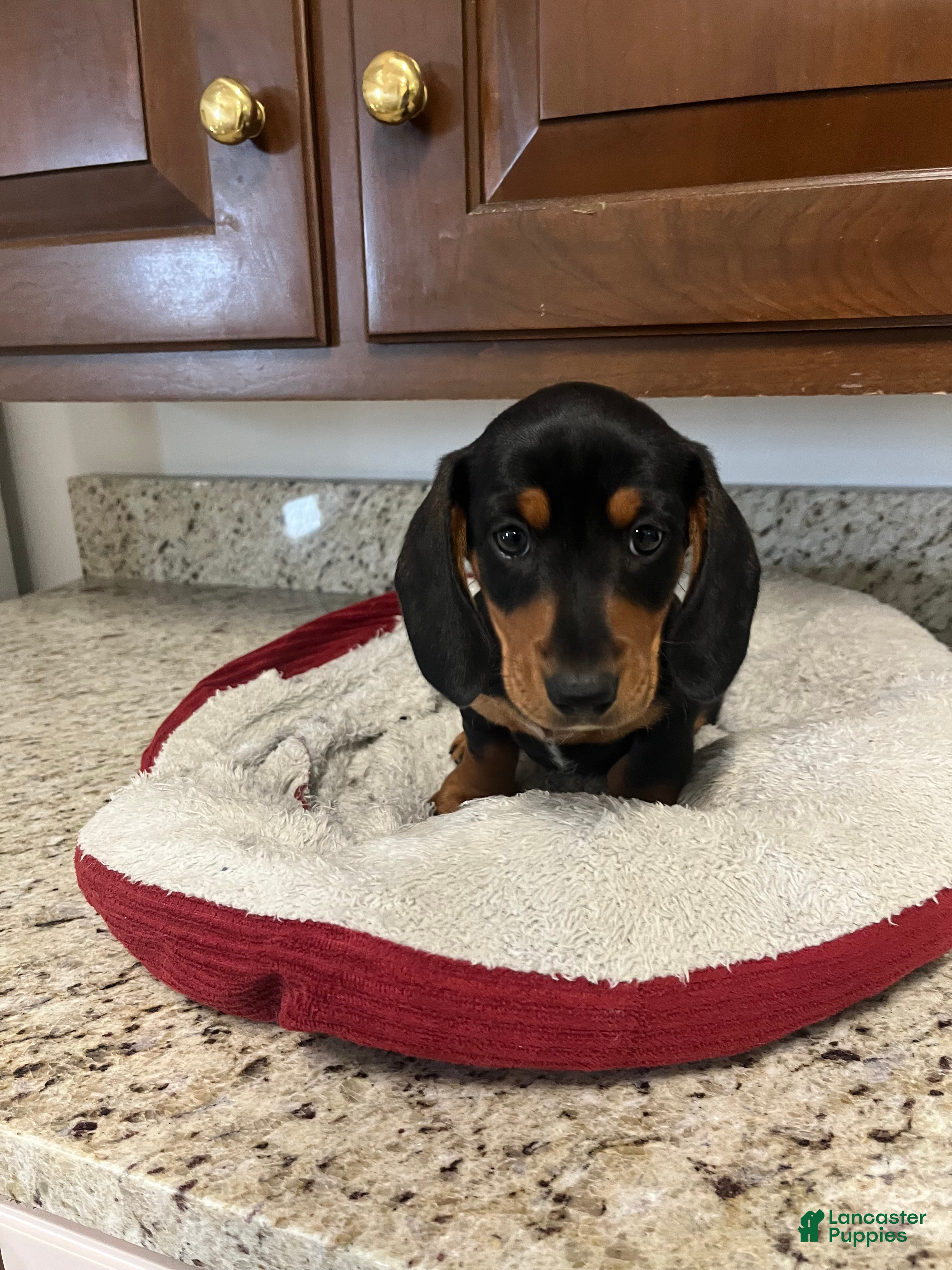 Miniature Dachshund dogs Wells - Ad 1