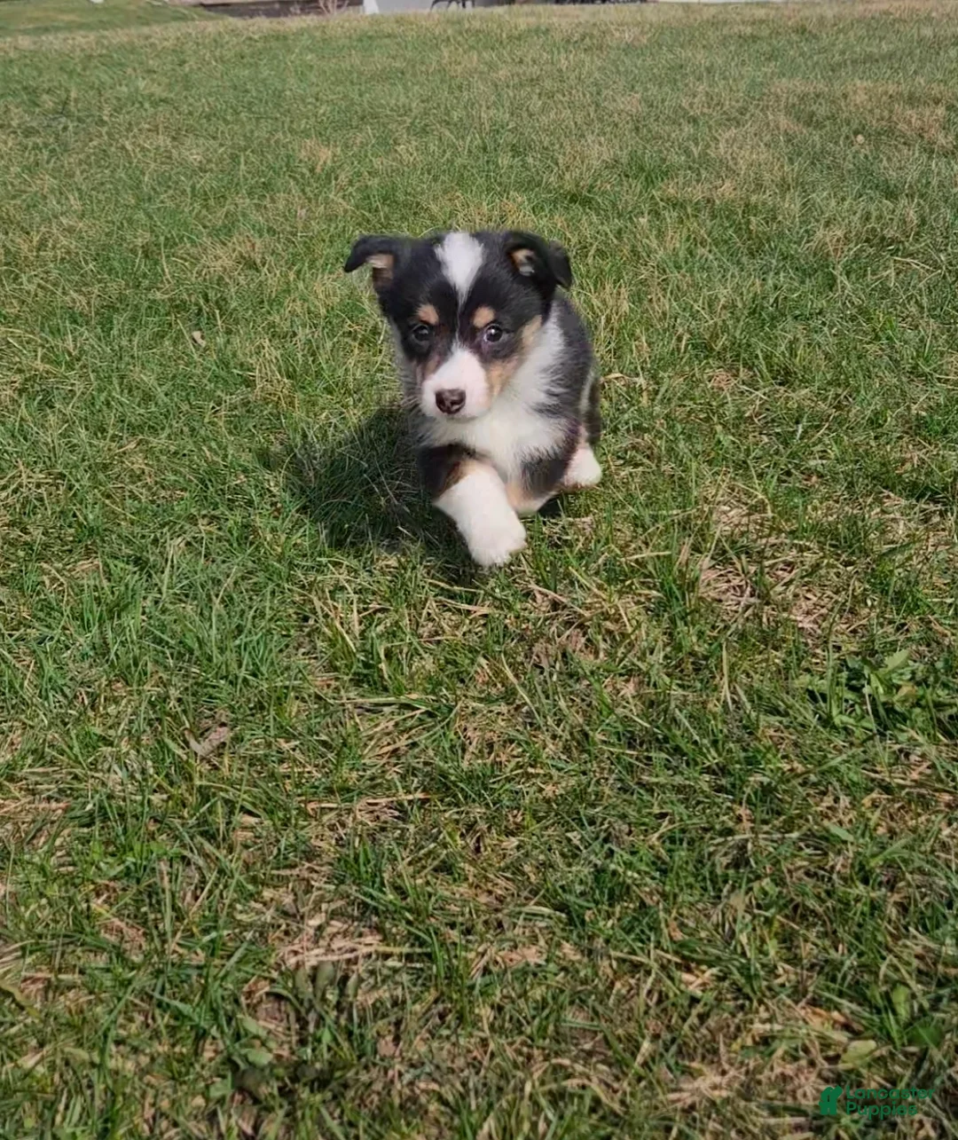 Mixed Breed dogs for sale: Spencer  - Ad 6