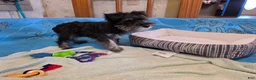 Miniature Schnauzer dogs for sale: Sam - Ad 9