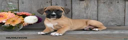 Boxer dogs for sale: Ashley - Ad 4