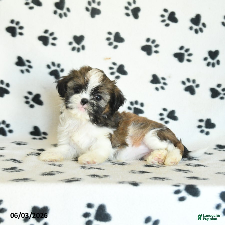 Shih Tzu dogs for sale: Tootsie - Ad 5