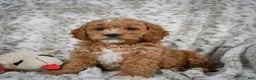 Cavapoo dogs for sale: Sabina - Ad 6