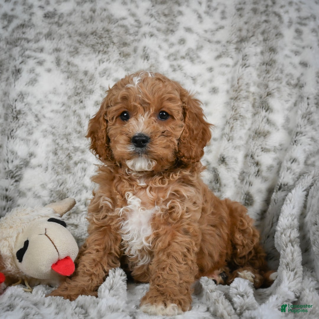 Cavapoo dogs for sale: Sabina - Ad 6