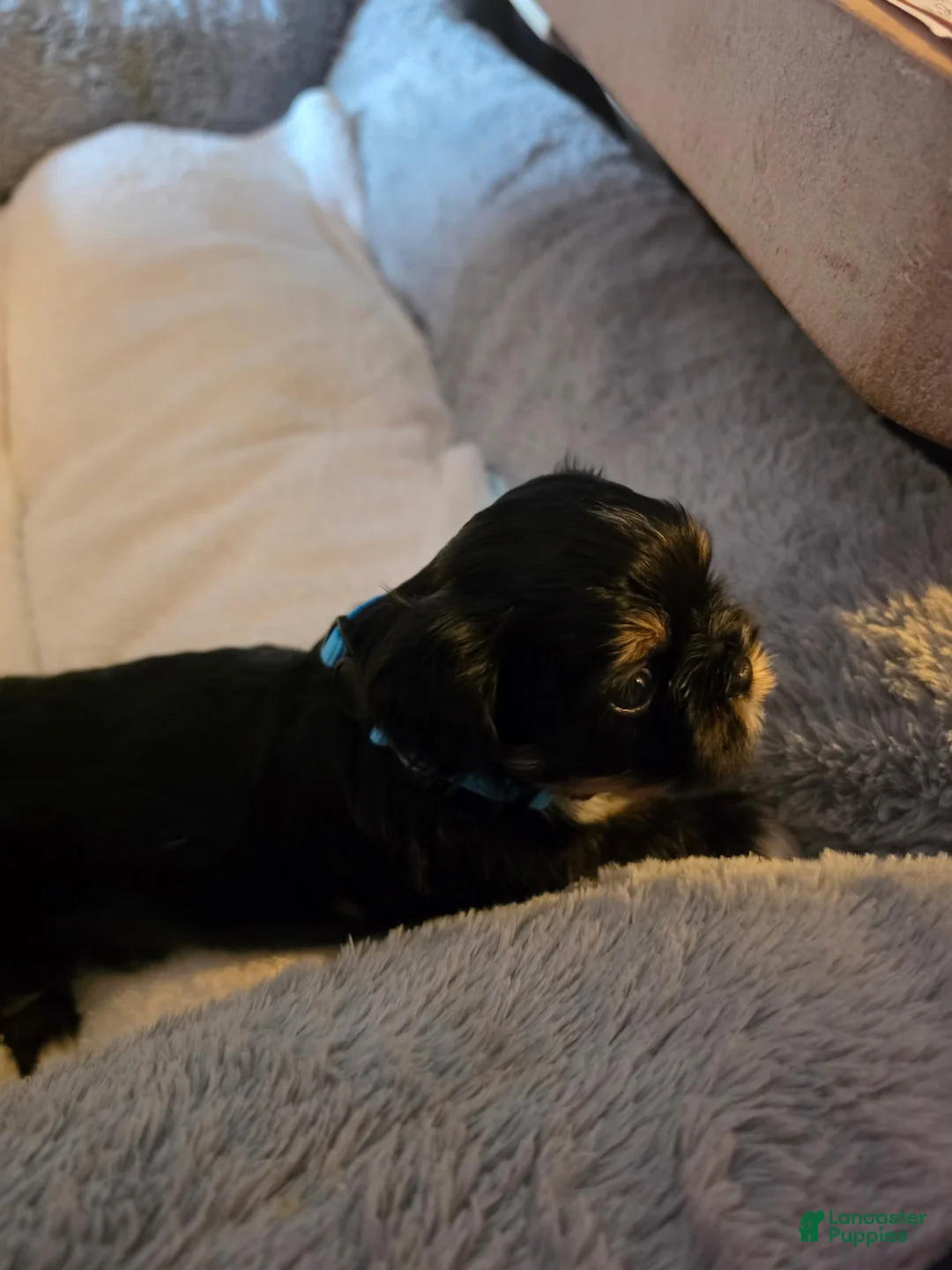 Shih Tzu dogs for sale: Luna - Ad 2