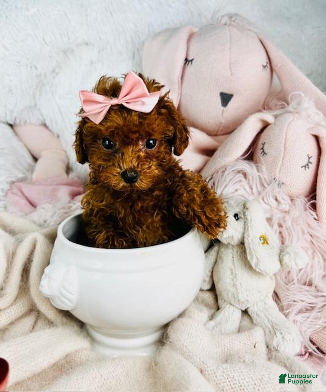 Teddy Bear Tiny Toy Poodle For Sale Near Me Teddy Bear Poodle For