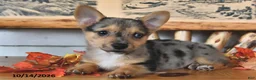 Welsh Corgi Pembroke dogs for sale: Bubbles - Ad 4