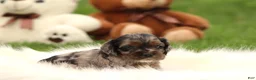 Cocker Spaniel dogs for sale: Aspen - Ad 4