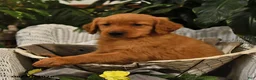 Golden Retriever dogs for sale: Brailey - Ad 3