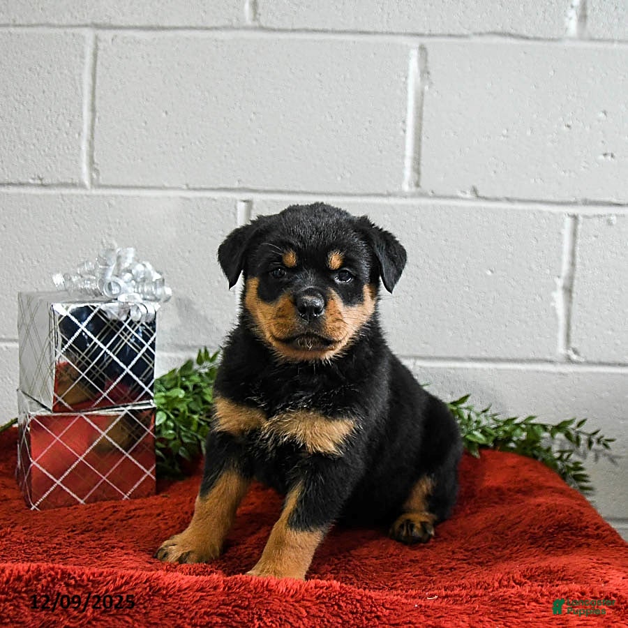 Rottweiler dogs Gracie - Ad 2