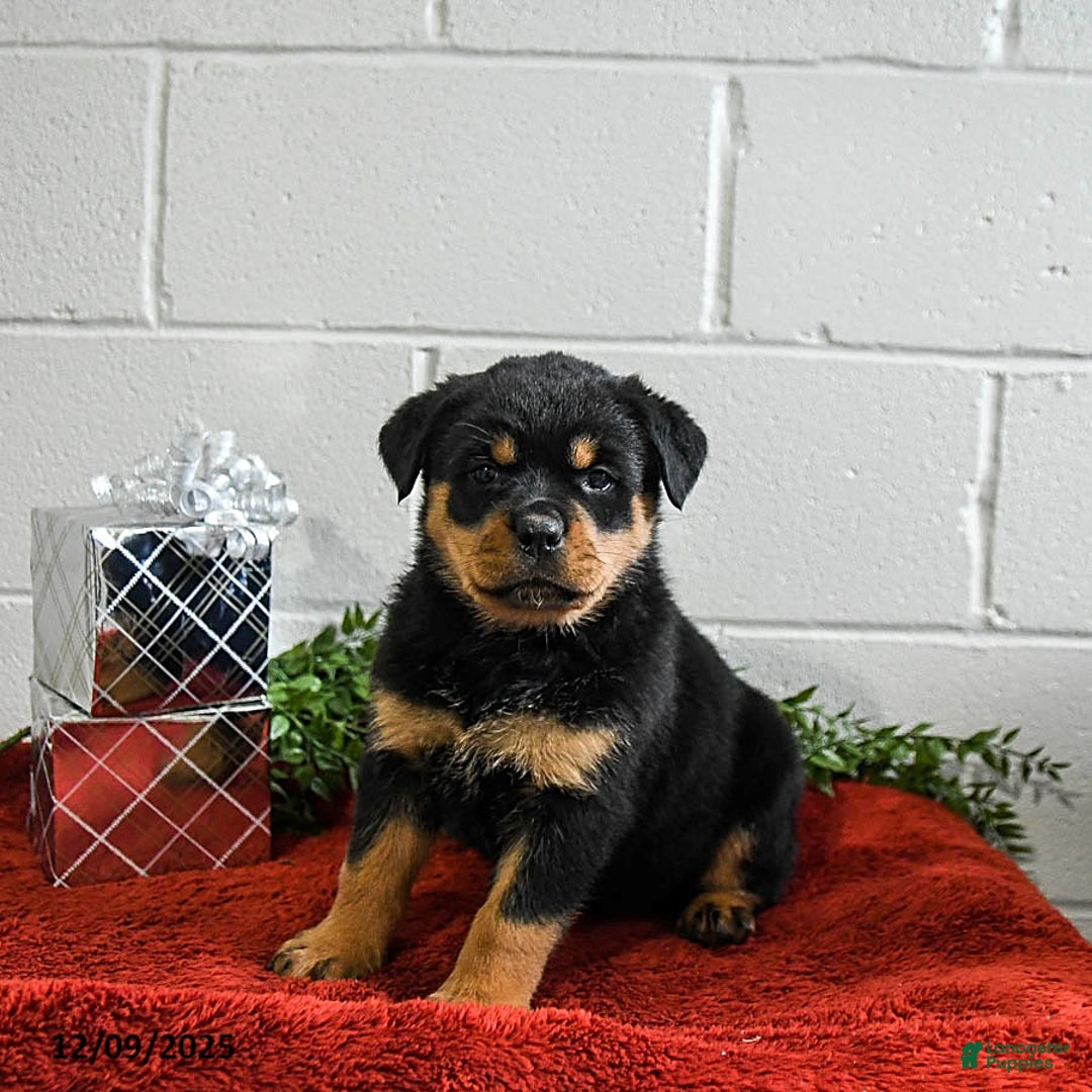 Rottweiler dogs for sale: Gracie - Ad 2