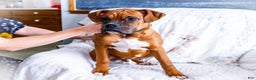 Boxer dogs for sale: Sandy - Ad 1