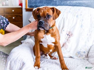 Boxer dogs Sandy - Ad 21