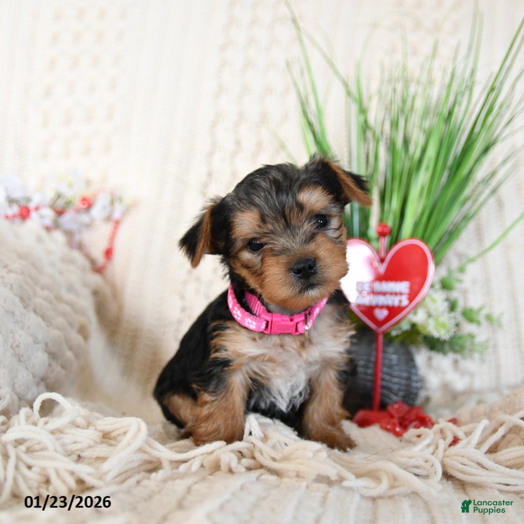 Yorkshire Terrier dogs for sale: Trooper - Ad 1