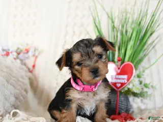 Yorkshire Terrier dogs Trooper - Ad 7