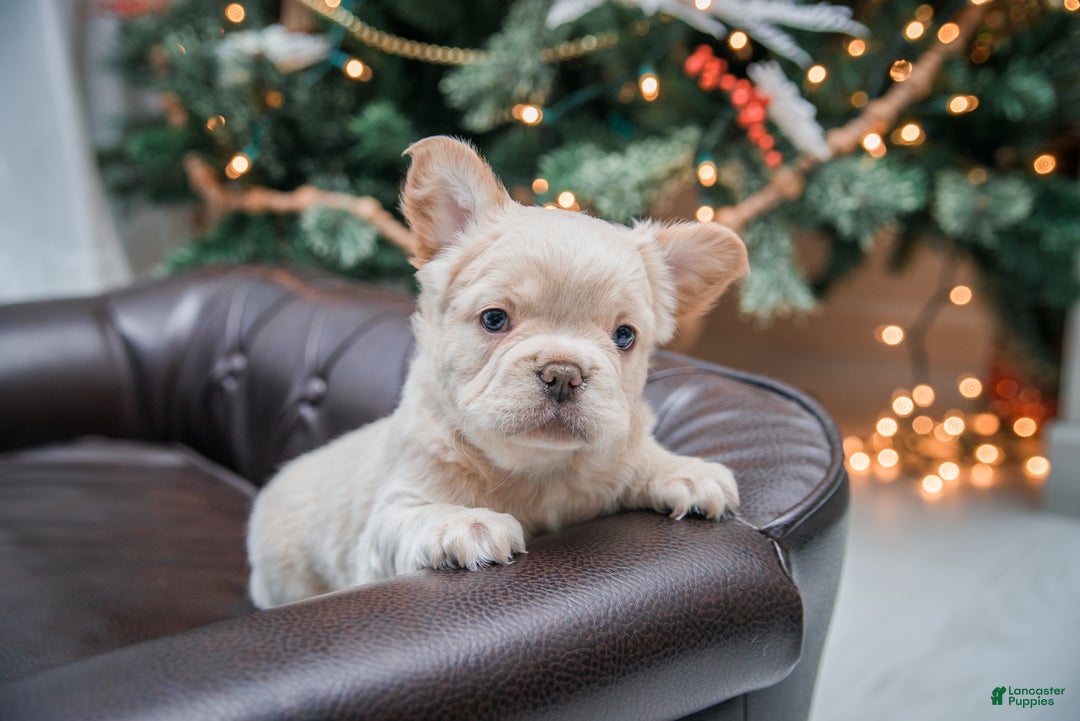 French Bulldog dogs for sale: Oakley - Ad 4