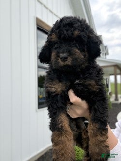 Mini Goldendoodle dogs Hendrix - Ad 1