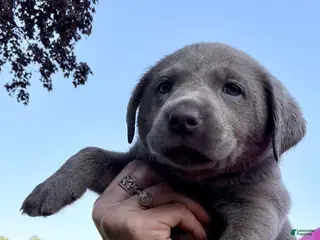 Labrador Retriever dogs for sale: Scout - Ad 2
