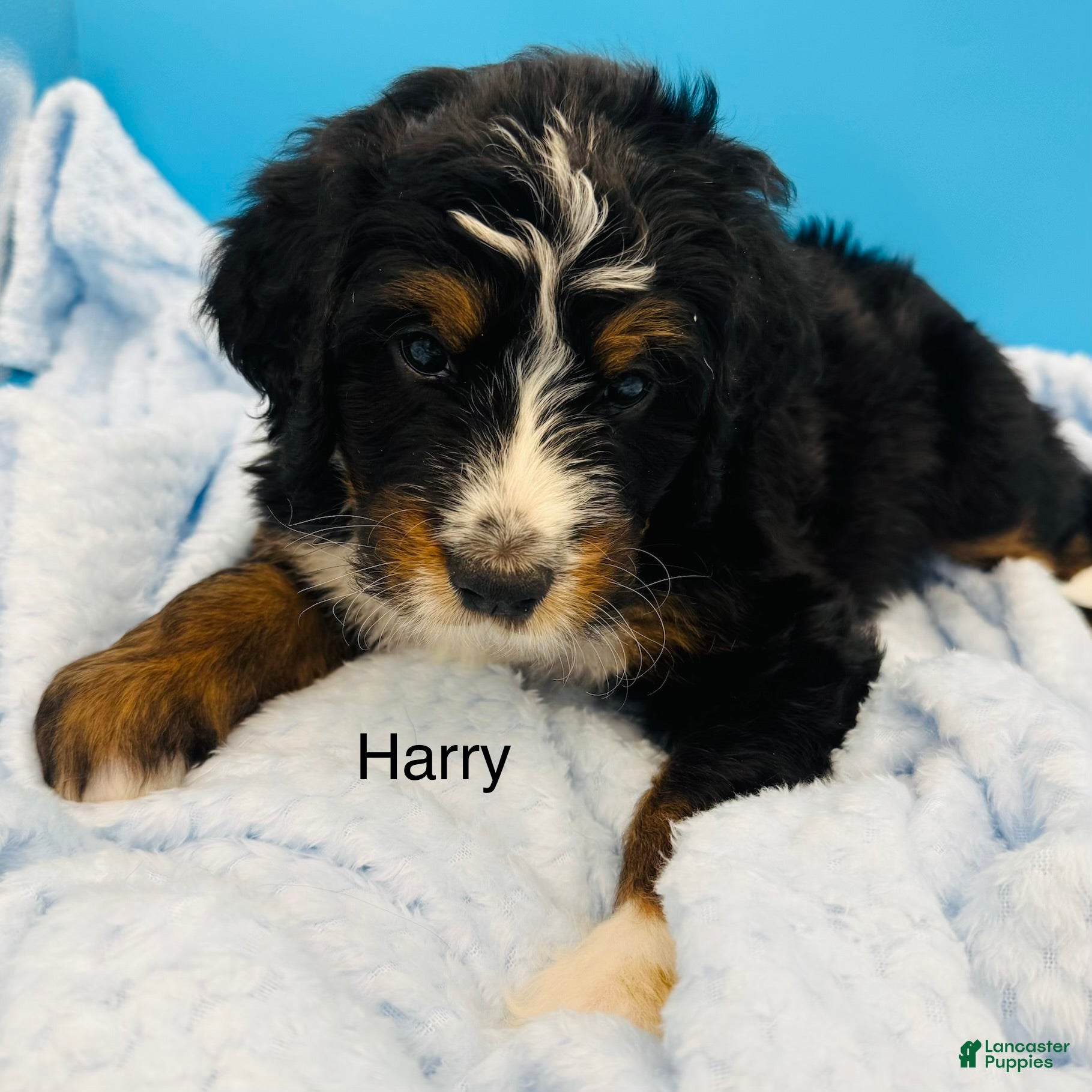 Bernedoodle dogs Bernedoodle Puppy 6 - Ad 2