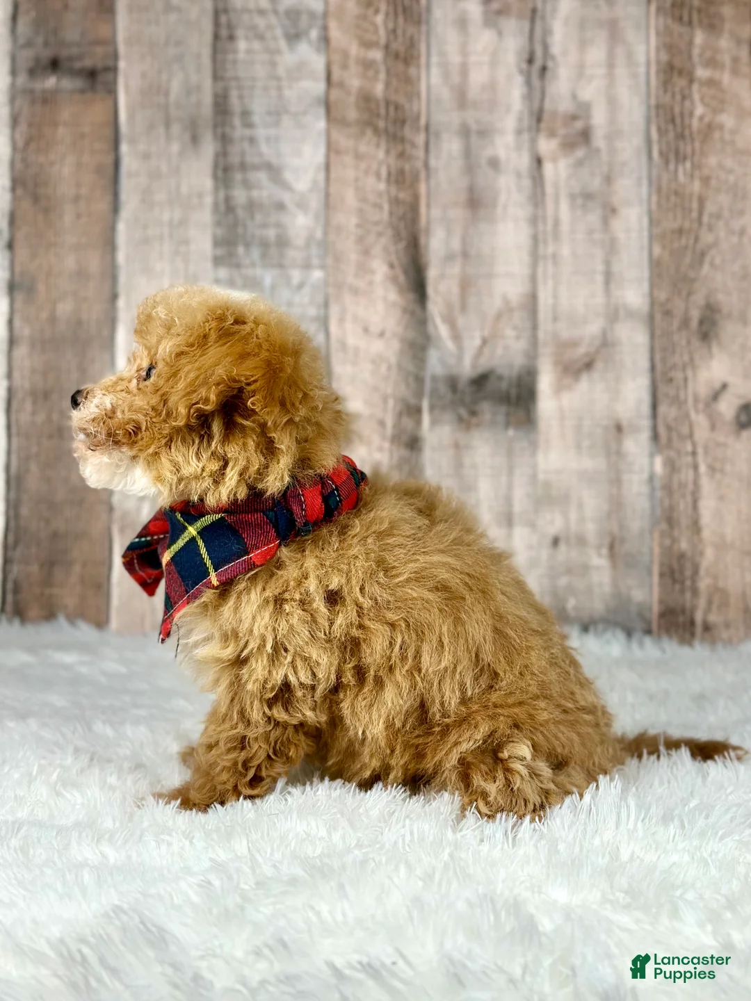 Bichpoo dogs for sale: Boy Eli - 8340 - Ad 11