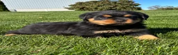 Rottweiler dogs for sale: Raven - Ad 3