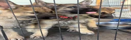 German Shepherd dogs for sale: German Shepherd 2 - Ad 3