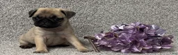 Pug dogs for sale: Dottie - Ad 3
