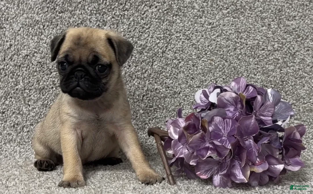 Pug dogs for sale: Dottie - Ad 3