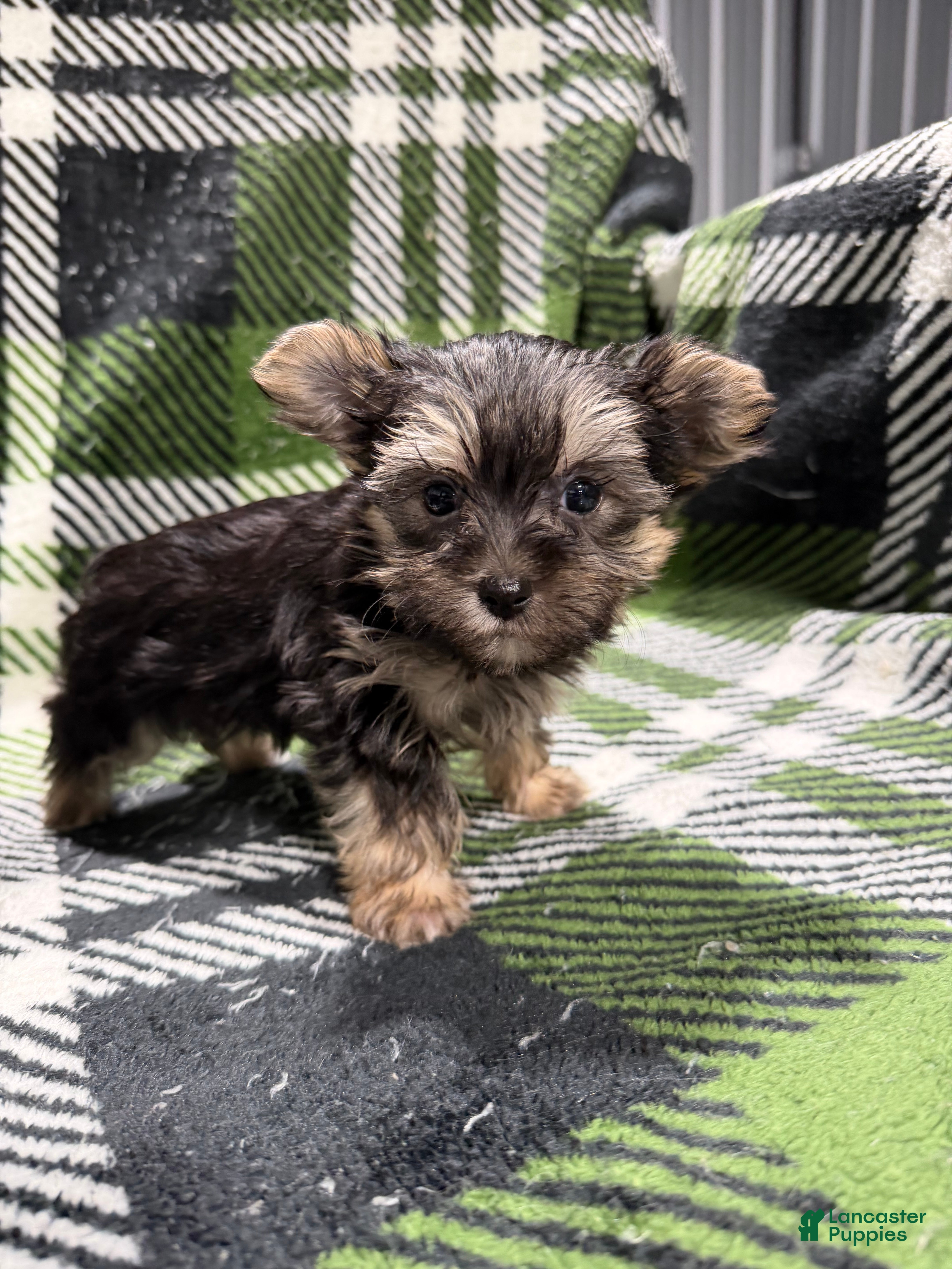 Morkie dogs Morkie Mia - Ad 2