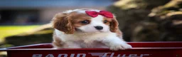 Cavalier King Charles Spaniel dogs for sale: Princeton🐶 - Ad 4