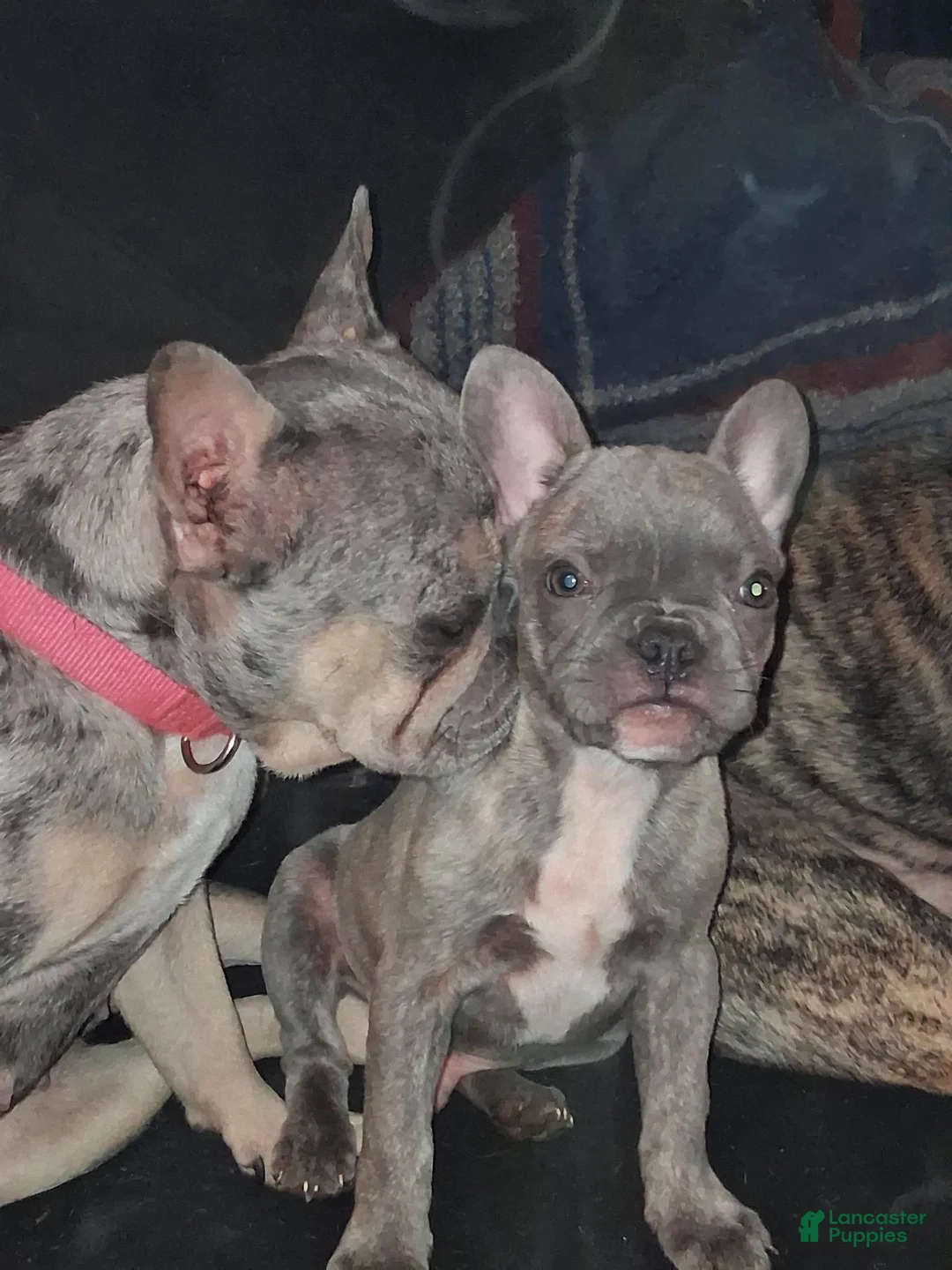 French Bulldog dogs for sale: Bluey - Ad 2