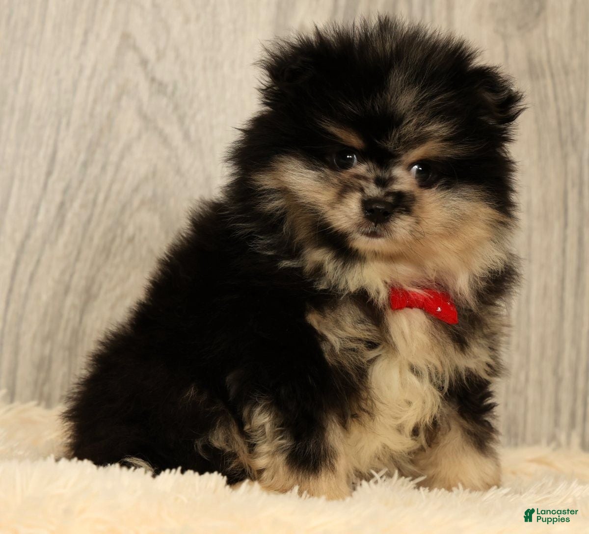 Pomeranian dogs for sale: Sonny - Ad 4