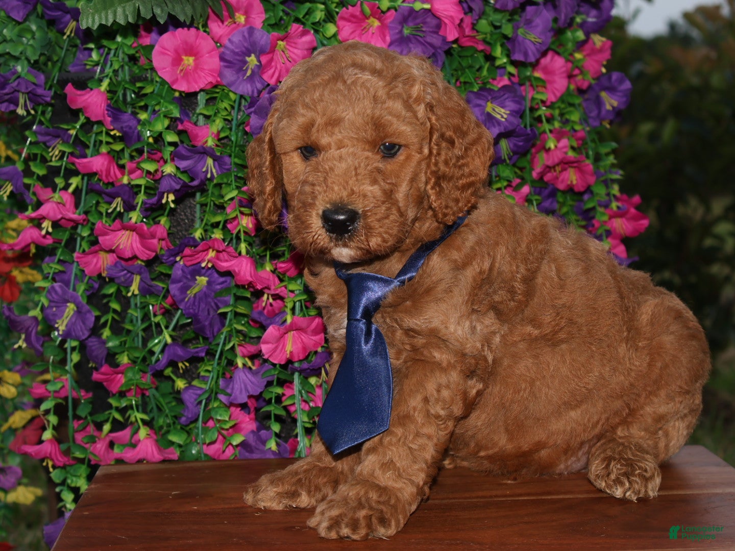 Mini Goldendoodle dogs for sale: Little Jack - Ad 2