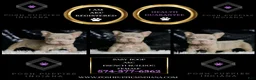 French Bulldog dogs for sale: Baby Boop - Ad 4