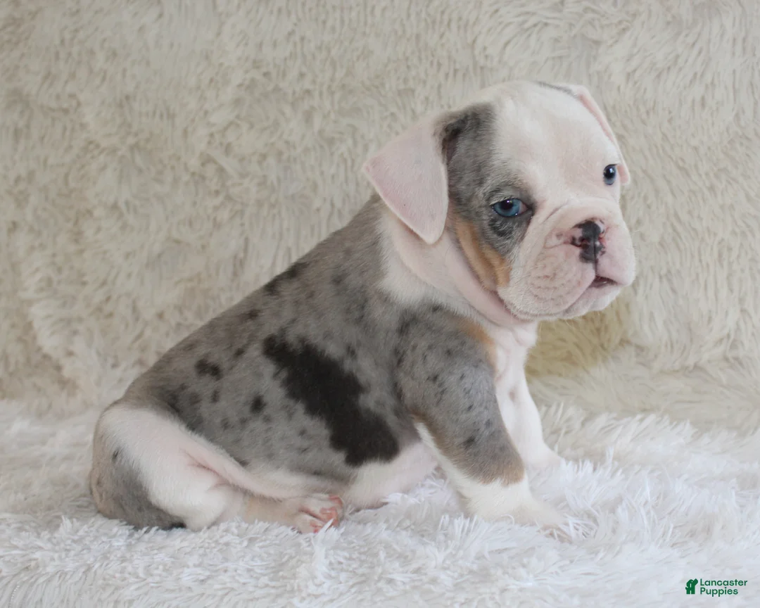 English Bulldog dogs for sale: Hayes - Ad 1