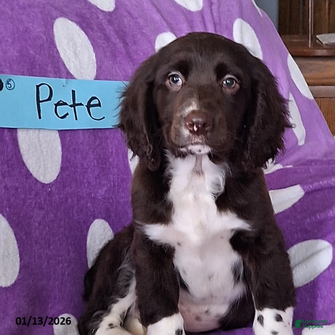 English Springer Spaniel dogs for sale: Pete - Ad 2