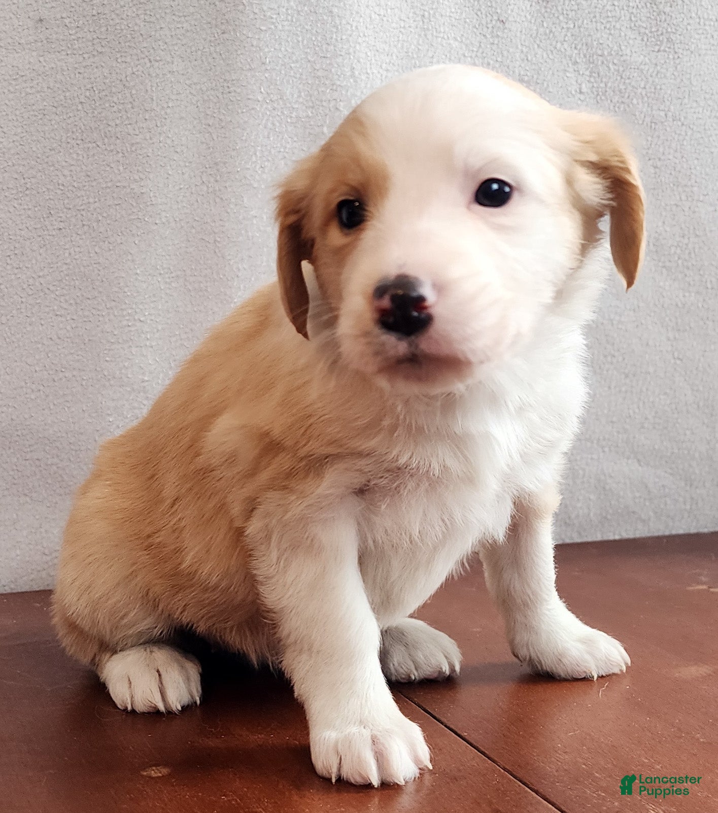 English Shepherd dogs Flo - Ad 6