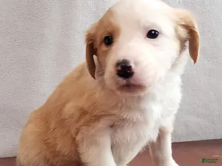 English Shepherd dogs Flo - Ad 4