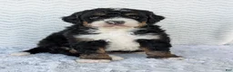 Mini Bernedoodle dogs for sale: Mini Nemo  - Ad 12