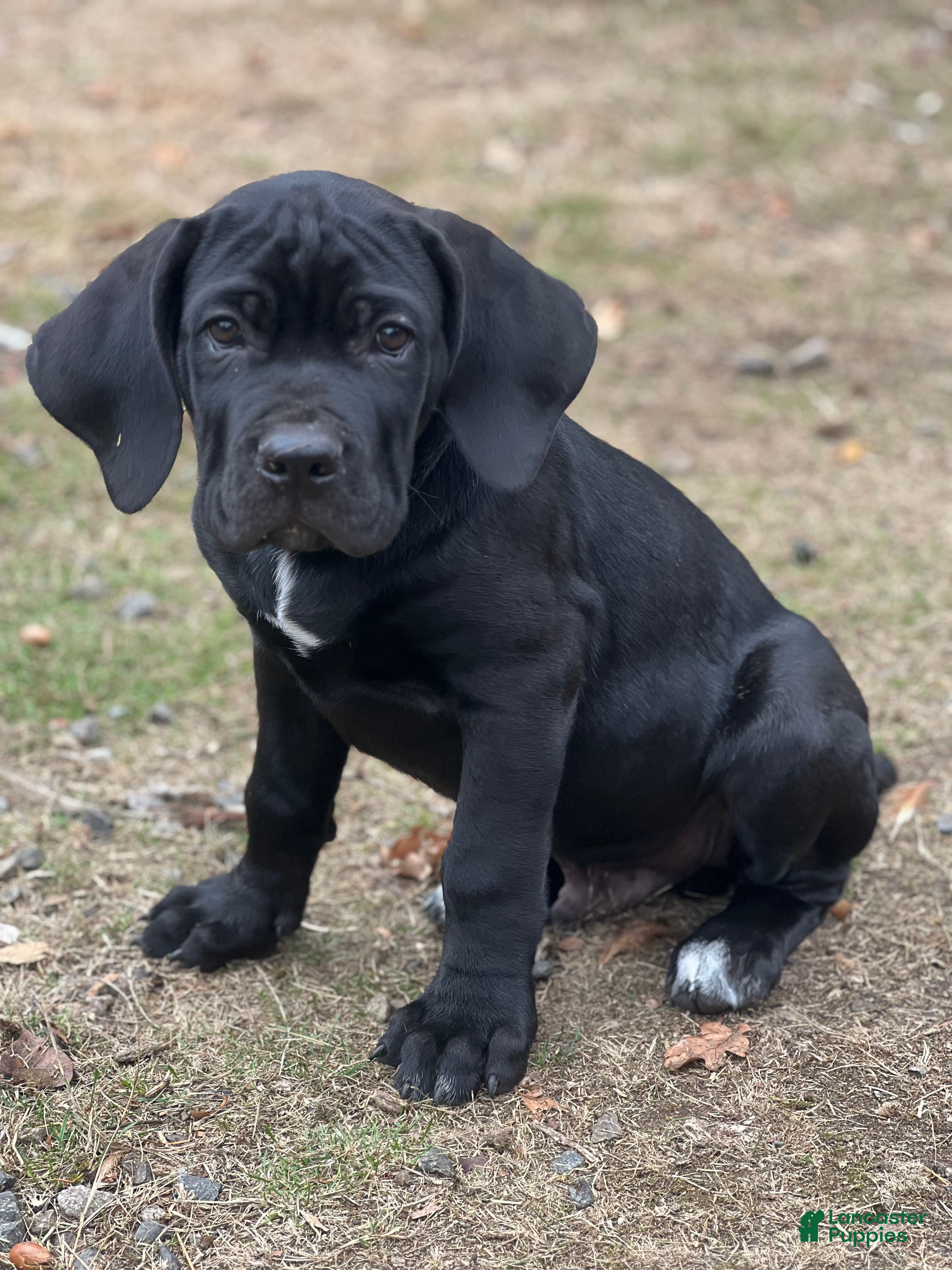 Cane Corso dogs Griffin - Ad 25