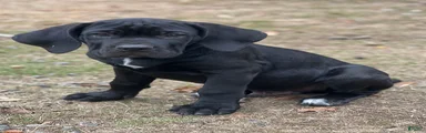 Griffin
