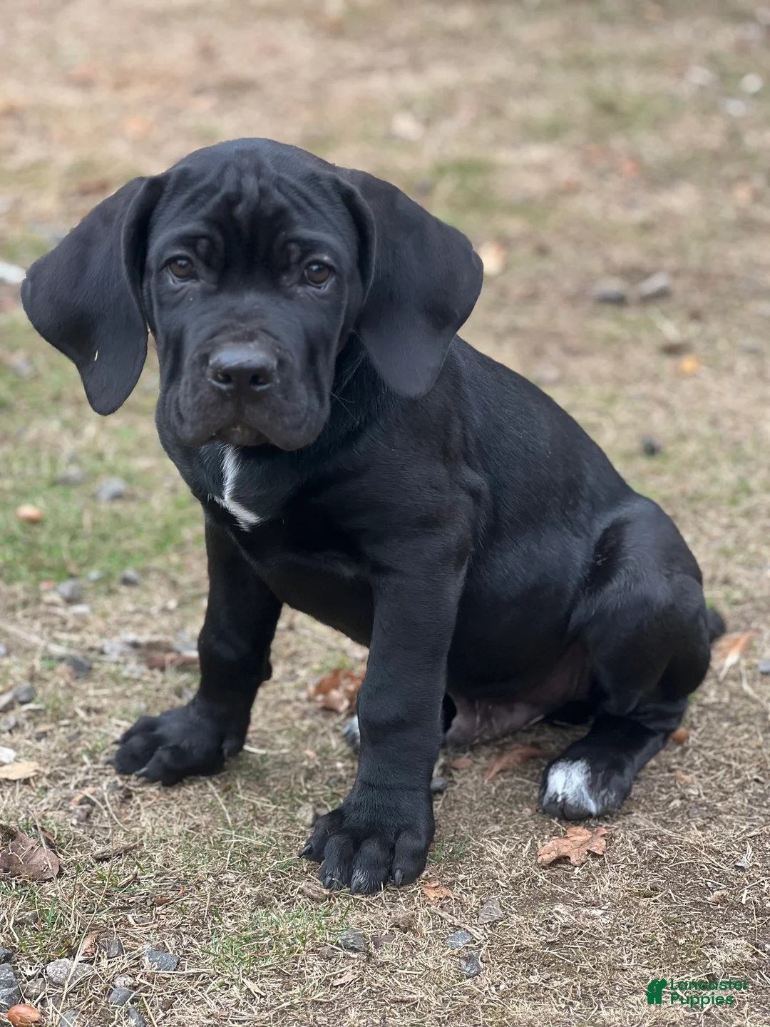 Cane Corso dogs for sale: Griffin - Ad 1