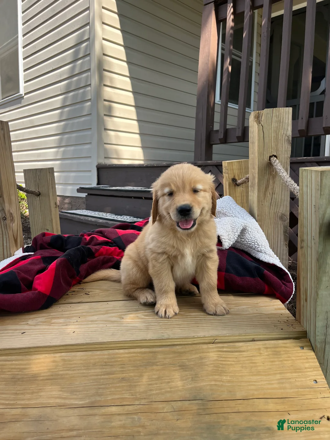 Golden Retriever dogs for sale: Hunter❤️AKC Registered - Ad 2